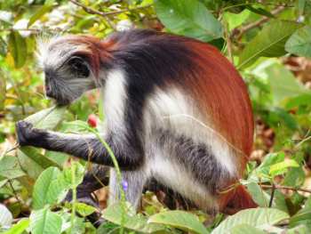 Red colobus monkey in Zanzibar