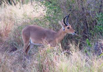 Common reedbuck