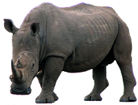 rhino