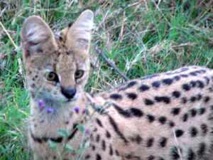 Serval