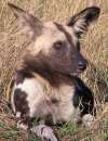 Wild dog portrait