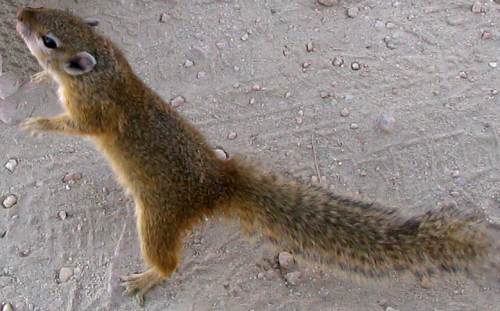 Squirrel food begging