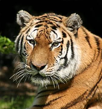 Tiger Picture