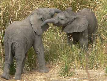 Two elephant calves - South Luangwa, Zambia