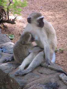 Vervet monkey picture