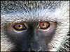 Vervet Monkey