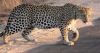 Leopard crossing the road