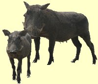 Warthog