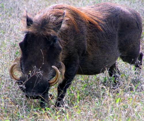 Warthog tusks