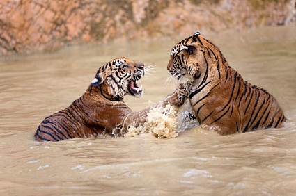 Tigers playing in the water
