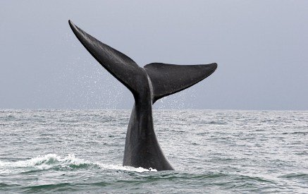 Whale tail fluke
