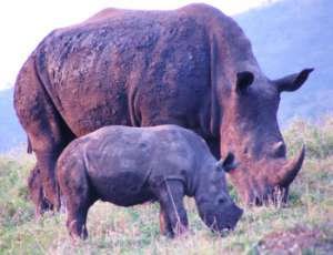 White rhino mum and calf