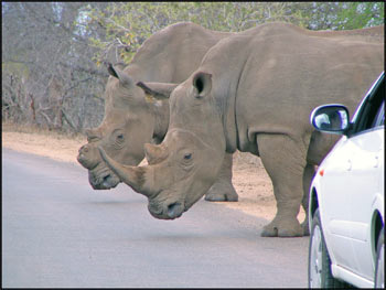 Rhino Crossing