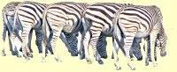 Zebra Herd