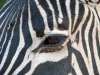 Zebra eye closeup