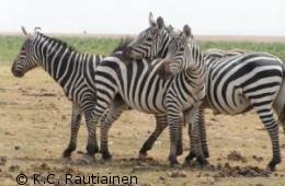 Zebra picture