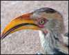 Yellow Billed Hornbill