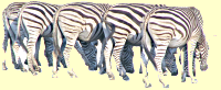 Zebras drinking