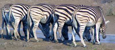 Zebra Drinking