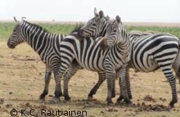 Zebra picture