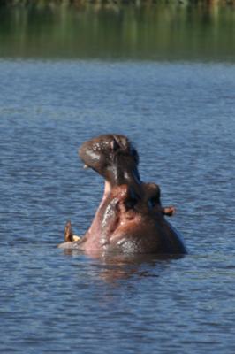 Yawning hippo