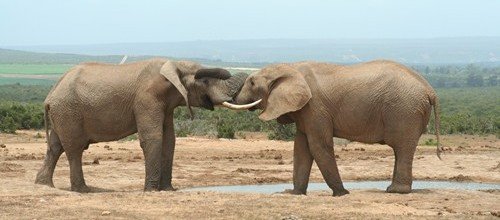2 Elephants in Addo