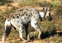 Hyena in Addo