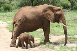 Baby elephant