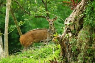 Bushbuck