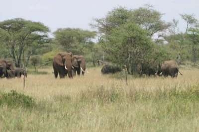 Elephants