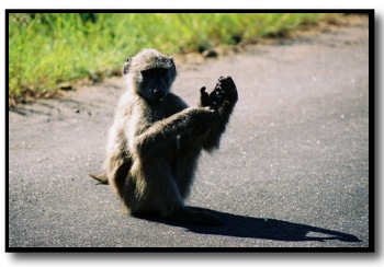 baboon picture