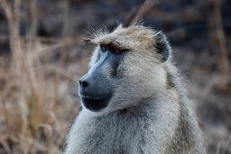 Baboon