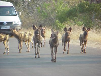 Wild Dog Pack