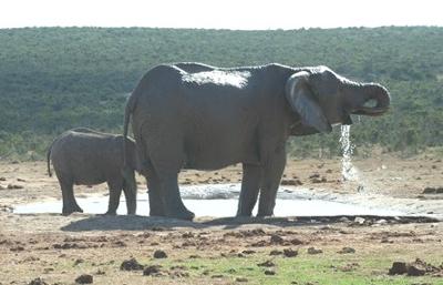 Elephants at an Addo water hole