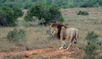 Lion in Addo