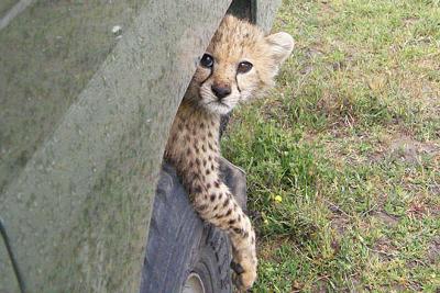 Cheetah Cub Straddling A Tire