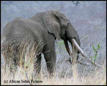 Bull Elephant