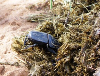 Dung Beetle