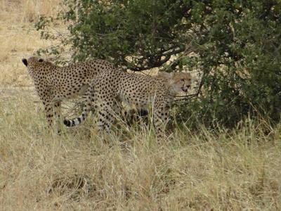 Two cheetah brothers feasting on their recent kill