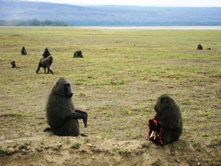 Baboon meal