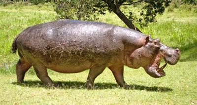 Really Angry Hippo