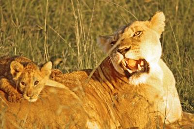 Lioness with Cub