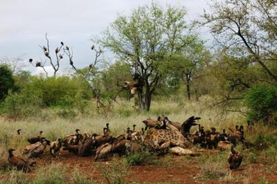 Over 100 vultures of 4 different species feasting on a giraffe carcass