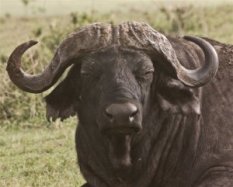 Buffalo in Ngoronboro - ©Keith Caverly