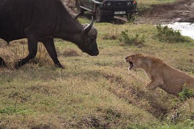 Buffalo challenges a lioness