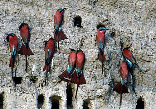 Carmine Bee Eater Colony