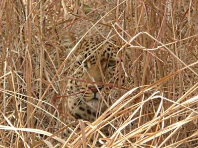 Leopard Blending In