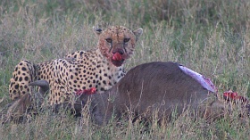 Cheetah at wildebeest kill