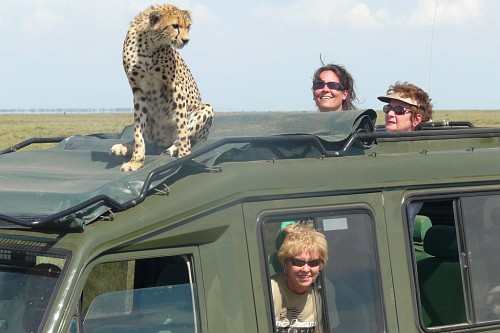 Cheetah on the roof rack