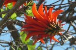 Coral tree flower